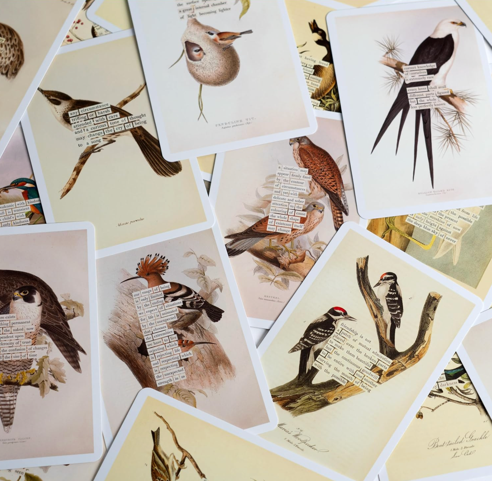 An Almanac of Birds: 100 Divinations for Uncertain Days